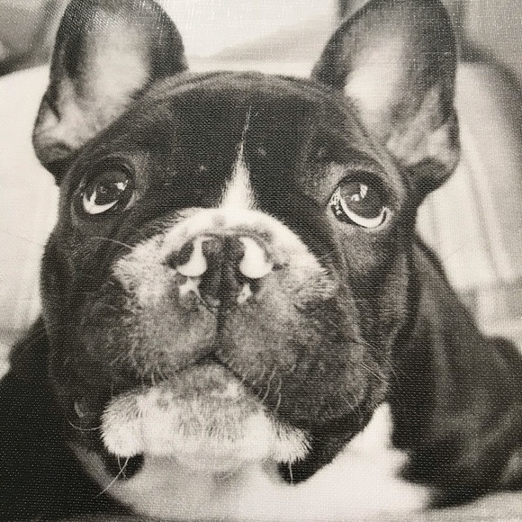 Frenchton Frenchie French Bulldog Boston Terrier Picture - Picture 2 of 4